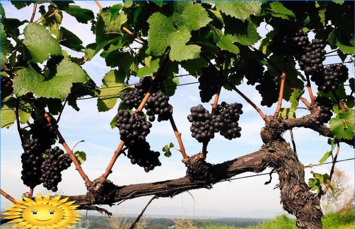 Smart vingård: forming og beskjæring
