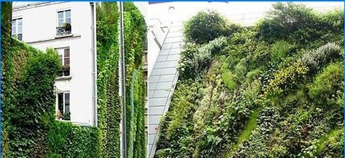 Vertikale plantevegger og hager