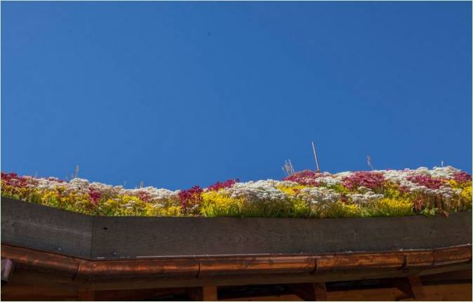 Kanten av taket plantet med sedum av forskjellige farger