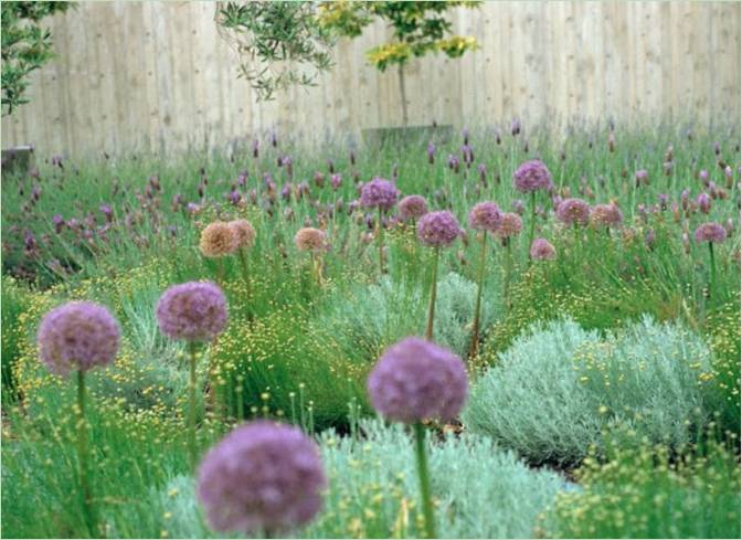 Budsjett landskapsdesign-dekorative urter Og Allium