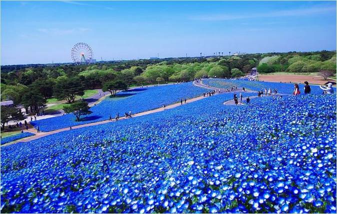Blåøyet blomstring I Hitachi Park