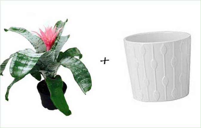 Hageideer: Bromeliad + Hvit Mønstret Gryte fra Ikea