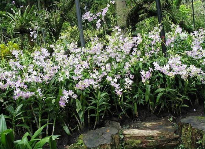 Orchid Garden I Kuala Lumpur