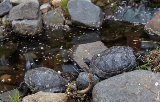 Bakgårdsdesign: Turtle pond