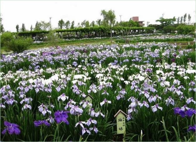 Vannhage av iris I Japan