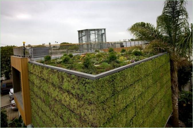 Hage med grønne planter på taket