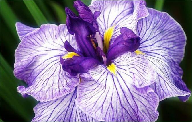 Vannhage av iris I Japan