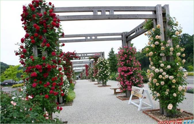 Hage Blomsterfestival Minnepark I Japan